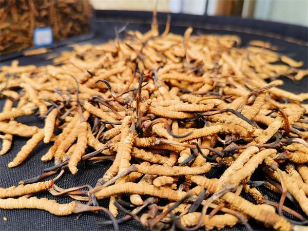 冬蟲夏草保存方法: 保持功效與品質的關鍵技巧