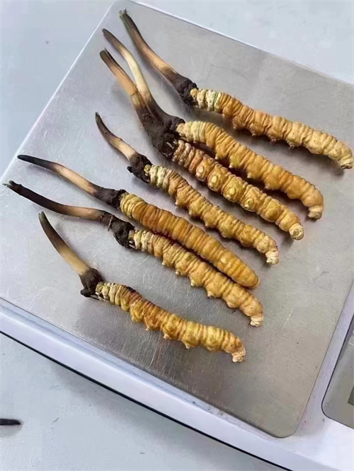 冬蟲夏草煮還是泡好？?jī)煞N食用方法的對(duì)比分析
