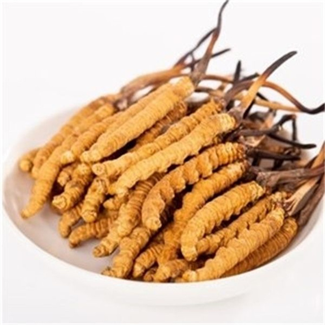 真的冬蟲(chóng)夏草什么價(jià)格？冬蟲(chóng)夏草價(jià)格的波動(dòng)與市場(chǎng)影響因素