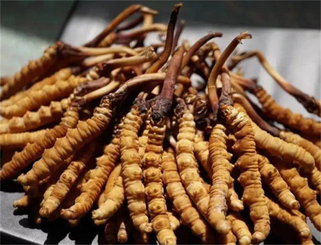 手術(shù)后能否食用冬蟲夏草？冬蟲夏草在手術(shù)后的適用情況