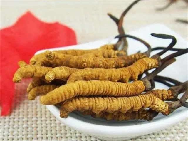 冬蟲夏草怎么食用？冬蟲夏草的4種食用方法