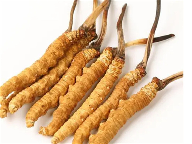 男人適合食用冬蟲(chóng)夏草嗎？冬蟲(chóng)夏草的藥用價(jià)值
