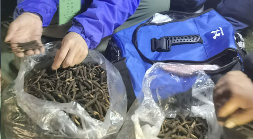 新鮮那曲蟲草多少錢一根？揭秘冬蟲夏草的價格密碼