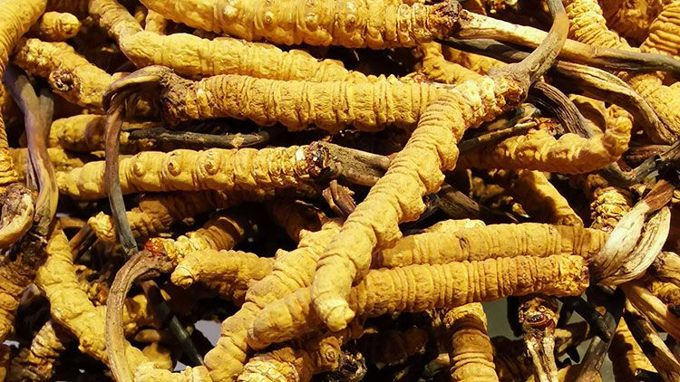 冬蟲夏草是什么味道？揭秘“軟黃金”的獨特風味