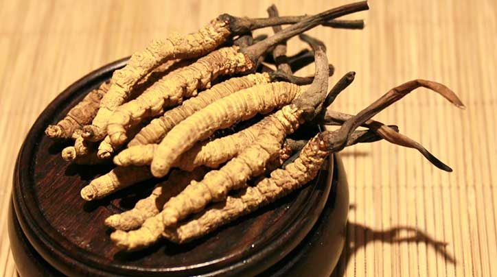 冬蟲夏草的價格一克：為何如此昂貴？