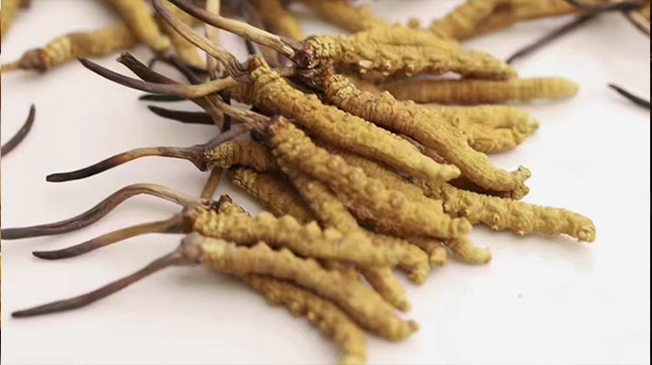 水溫決定營養(yǎng)！冬蟲夏草鮮草泡水溫度全解析?