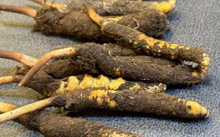 冬蟲(chóng)夏草鮮草怎么吃？科學(xué)用量指南
