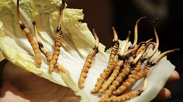 冬蟲夏草：干草與鮮草的終極對比，哪種更適合你？