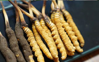 冬蟲夏草鮮草吃多久？科學(xué)食用周期與效果解析