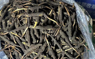 冬蟲(chóng)夏草可以吃鮮的嗎？一文為你揭秘