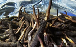 冬蟲(chóng)夏草鮮草能不能泡酒？科學(xué)解析與實(shí)用指南
