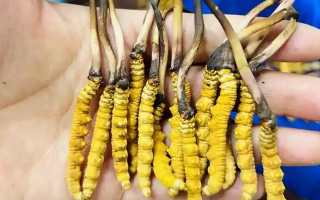 鮮冬蟲夏草出水怎么辦？實(shí)用處理指南