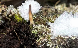 鮮冬蟲夏草燉湯多久能吃？科學燉煮時間全解析