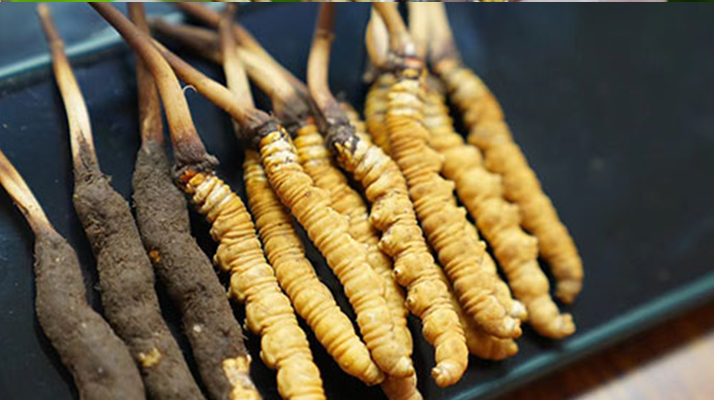 鮮冬蟲夏草什么季節(jié)最好？滋補(bǔ)時(shí)機(jī)大揭秘