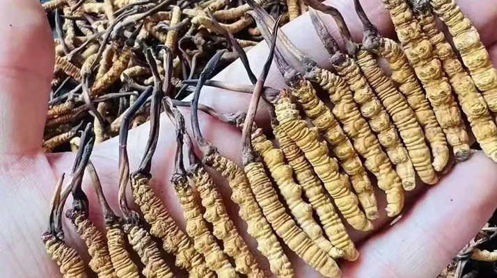 冬蟲夏草怎么吃？最全食用指南與科學(xué)建議?
