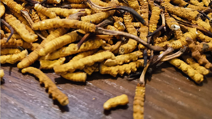 斷的冬蟲(chóng)夏草有效果嗎？一文揭開(kāi)真相