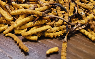 斷的冬蟲(chóng)夏草有效果嗎？一文揭開(kāi)真相