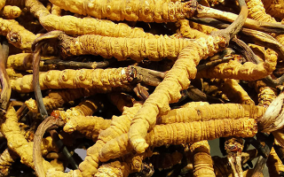 冬蟲夏草價(jià)格揭秘：影響因素與市場(chǎng)行情