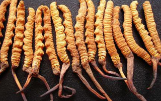 野生冬蟲(chóng)夏草多少錢(qián)一棵