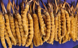 野生冬蟲夏草價(jià)格多少一斤？市場(chǎng)行情與價(jià)格影響因素解析