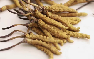 冬蟲夏草的產(chǎn)地是哪里