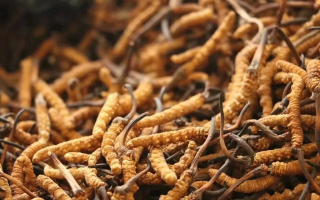 冬蟲夏草有什么好處？解密天然滋補(bǔ)品的多重健康價(jià)值