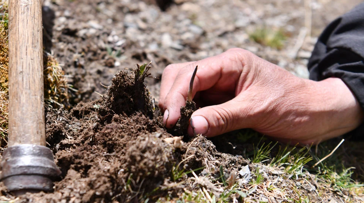正宗冬蟲夏草的新鮮采挖:雪山深處的珍品采收
