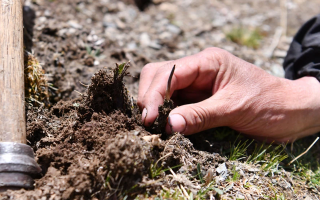 正宗冬蟲夏草的新鮮采挖:雪山深處的珍品采收