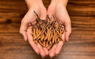 去哪里買真冬蟲(chóng)夏草？揭秘正品蟲(chóng)草的可靠購(gòu)買渠道