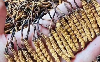 鮮的冬蟲夏草長什么樣
