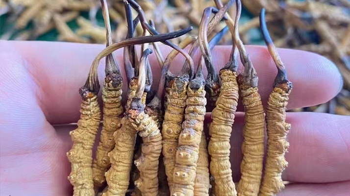 冬蟲夏草曬干幾克最好：按需定重的科學(xué)指南