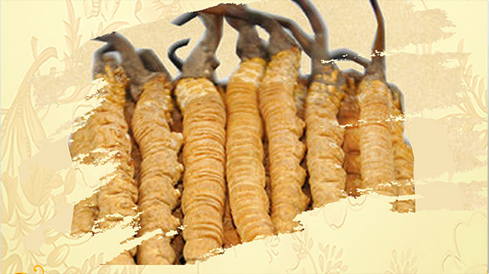 <a href=http://www.daqinglove.com/ target=_blank class=infotextkey>冬蟲夏草</a>夏天如何保存