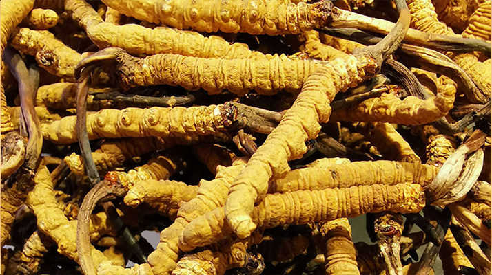 小孩喝冬蟲(chóng)夏草可以嗎