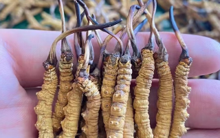 冬蟲(chóng)夏草燉雞湯要泡嗎