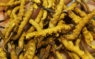 野生的冬蟲(chóng)夏草多少錢一斤