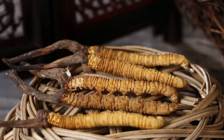 新鮮冬蟲(chóng)夏草的價(jià)格一根