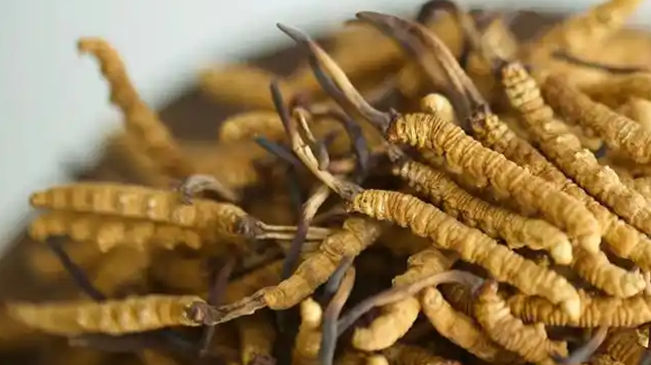冬蟲夏草輔助調理病癥的方法：科學搭配與食用指南