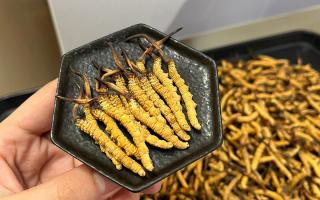 冬蟲夏草可以煲骨頭嗎？當然可以！這樣做營養(yǎng)翻倍