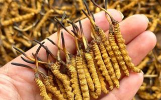 冬蟲夏草專家詳解：不同形態(tài)蟲草的保存方法與時限，避免營養(yǎng)白白流失