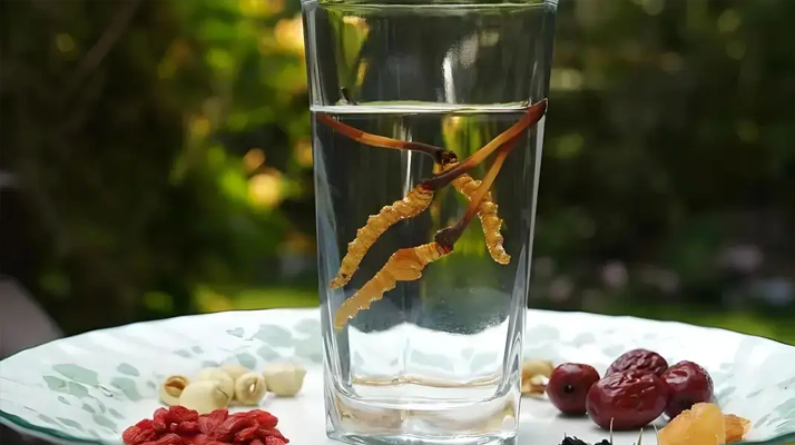 人參配蟲草泡酒，泡多久才好喝 